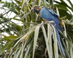 Ara ararauna