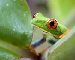 Agalychnis callidryas