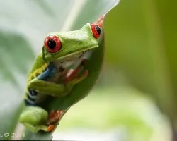 Agalychnis callidryas