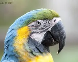 Ara ararauna