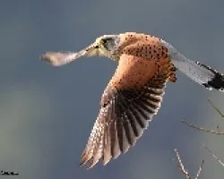 Falco tinnunculus
