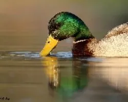 Anas platyrhynchos