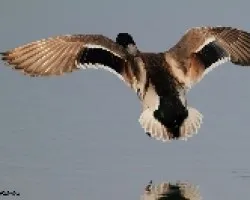Anas platyrhynchos