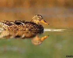 Anas platyrhynchos