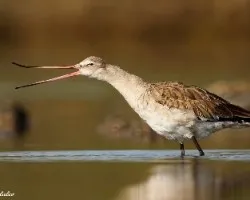 Limosa limosa
