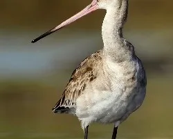 Limosa limosa
