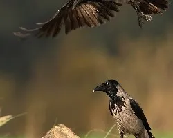 Corvus corone cornix