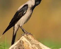 Corvus corone cornix