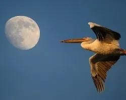 CUANDO LA LUNA Y EL SOL SE ENFRENTAN