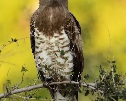 UNA MIRADA DIABOLICA
