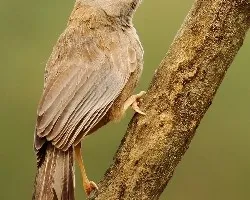 Turdoides affinis