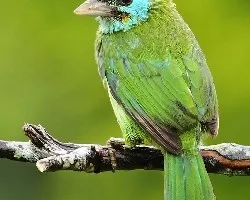Megalaima flavifrons