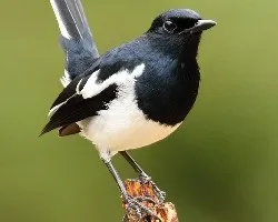 Copsychus saularis