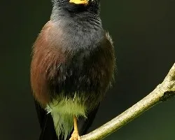Acridotheres tristis