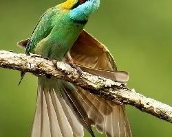 Merops orientalis