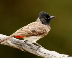 Pycnonotus cafer