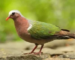 Chalcophaps indica