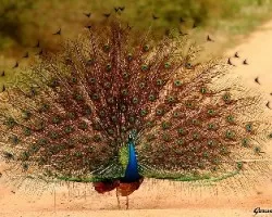 Pavo cristatus