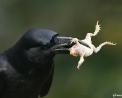 Corvus macrorhynchos