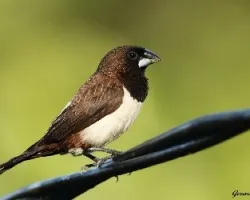 Lonchura striata