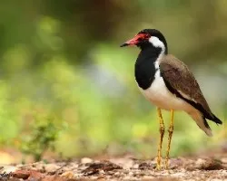 Vanellus indicus