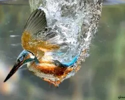 Alcedo atthis