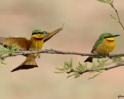 Merops pusillus cyanostictus 