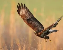 Buteo buteo