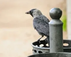 Corvus monedula