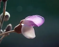 Olneya tesota