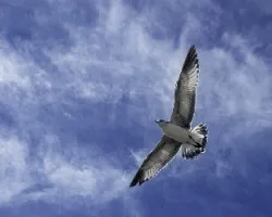 Larus delawarensis