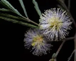 Leucaena leucocephala