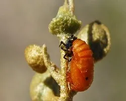 Coccinella septempunctata