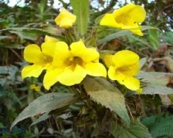 Flores