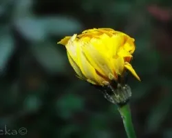 Flor de campo
