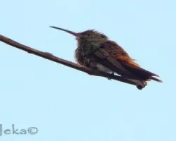 Amazilia tzacatl