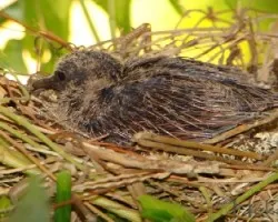 Columbina talpacoti