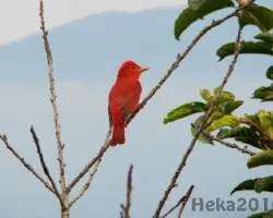 Piranga rubra
