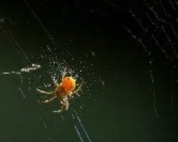 Araña