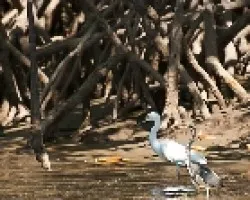 Garzas