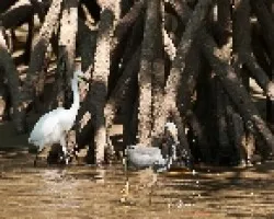 Garzas