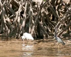 Garzas
