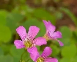 Pequeñas flores