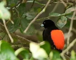 Ramphocelus costaricensis