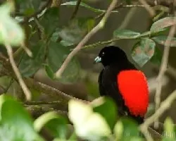 Tangara lomiescarlata
