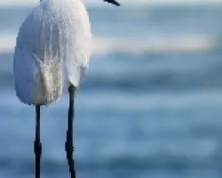 Egretta thula