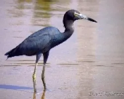 Egretta caerulea