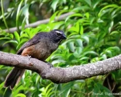 Saltator coerulescens