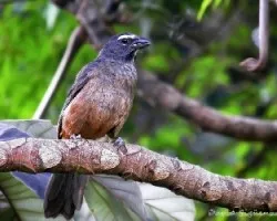 Saltator coerulescens