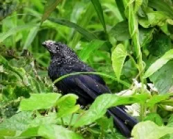 Crotophaga sulcirostris